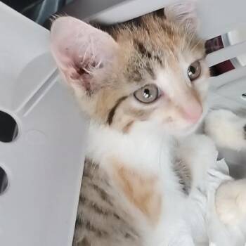 Alvin -  Domestic Short Hair Cat for Adoption - Alvin | PetCurious
