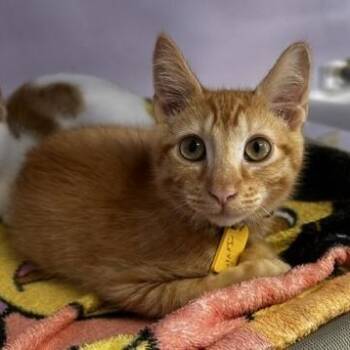 Irvin - Fun and Friendly -  Tabby Cat for Adoption in Hoquiam, Washington - Irvin - Fun And Friendly | PetCurious
