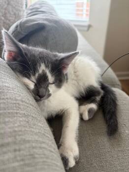 Kotlety Schabowe -  Domestic Short Hair Cat for Adoption in Fort Lupton, Colorado - Kotlety Schabowe | PetCurious