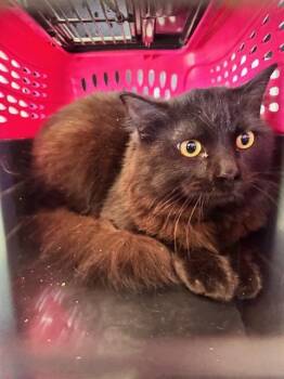 MORENO -  Domestic Medium Hair Cat for Adoption in Camarillo, California - MORENO | PetCurious