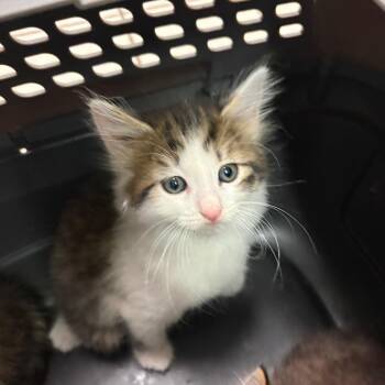 Louie -  Domestic Medium Hair Cat for Adoption in Charleston, West Virginia - Louie | PetCurious