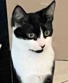 Rescue Domestic Short Hair Cats for Adoption in Oakland Park, Florida - Renata - PetSmart Aventura | PetCurious