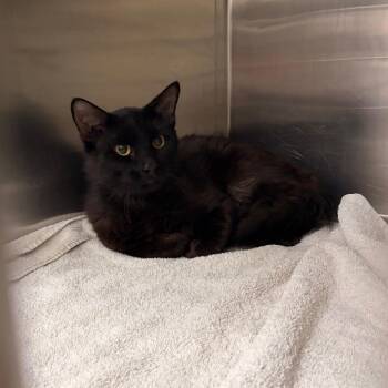 Mr. Biscuits -  Domestic Medium Hair Cat for Adoption in Spokane, Washington - Mr. Biscuits | PetCurious