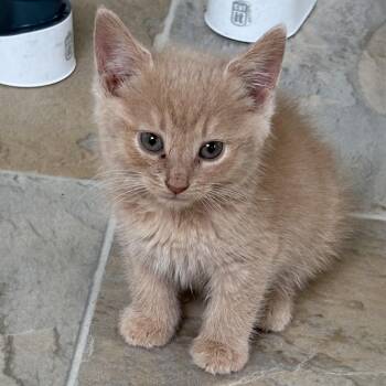 Westminster Abbey -  Domestic Short Hair Cat for Adoption in Lemoyne, Pennsylvania - Westminster Abbey | PetCurious