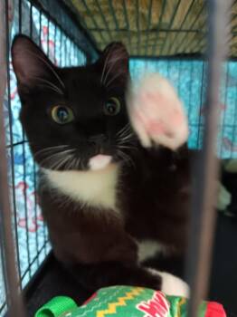 Domestic Short Hair Cats Available for Adoption in New Braunfels, Texas - King Shroomi | PetCurious