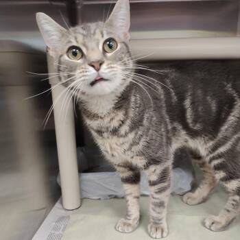 Cappy -  Domestic Short Hair Cat for Adoption in Jersey City, New Jersey - Cappy | PetCurious