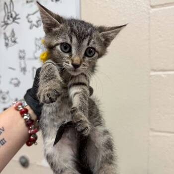 Domestic Short Hair Cats Available for Adoption in Reno, Nevada - Chunky Monkey | PetCurious