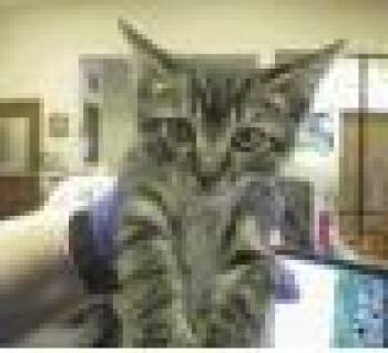 Rescue Domestic Short Hair Cats for Adoption in Daytona Beach, Florida - Deja | PetCurious