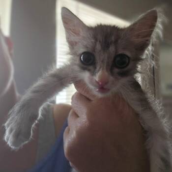 Pistachio -  Domestic Medium Hair Cat for Adoption in Midland, Texas - Pistachio | PetCurious