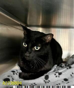 NAPOLEON -  Domestic Short Hair Cat for Adoption in West Palm Beach, Florida - NAPOLEON | PetCurious