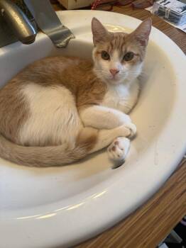 Chester -  Domestic Short Hair Cat for Adoption in Hudson, New Hampshire - Chester | PetCurious