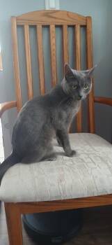 Elvira -  Domestic Short Hair Cat for Adoption in Calgary, Alberta - Elvira | PetCurious