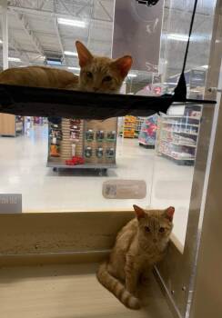 Our Two Orange Boys -  Domestic Short Hair Cat for Adoption in Reno, Nevada - Our Two Orange Boys | PetCurious