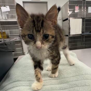 Marble -  Domestic Short Hair Cat for Adoption in Manhattan, Kansas - Marble | PetCurious