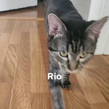 Rescue Domestic Short Hair Cats for Adoption in Union, Missouri - Rio | PetCurious