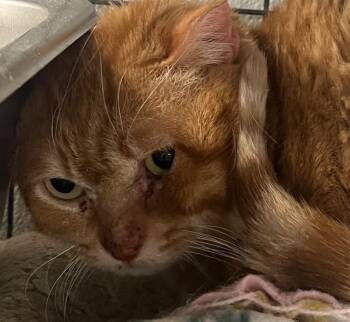 Domestic Short Hair Cats Available for Adoption - Sublanie (Fat Fat) | PetCurious