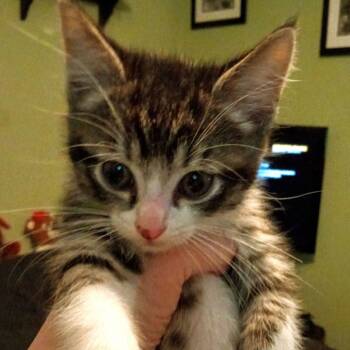 Rescue Domestic Short Hair and Domestic Long Hair Cats for Adoption in St. Peters, Missouri - Eclipse | PetCurious