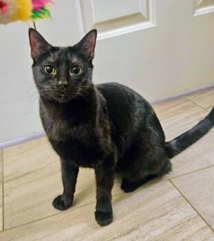 Domestic Short Hair Cats Available for Adoption in Tucson, Arizona - Mona | PetCurious