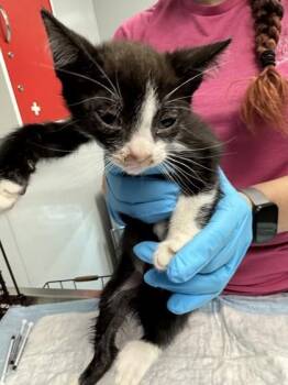 Domestic Short Hair Cats Available for Adoption in North Charleston, South Carolina - 06699B Tux | PetCurious