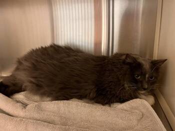PHOEBE -  Domestic Long Hair Cat for Adoption in Colorado Springs, Colorado - PHOEBE | PetCurious