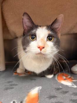 Calico Cats Available for Adoption in Detroit, Michigan - Marble | PetCurious