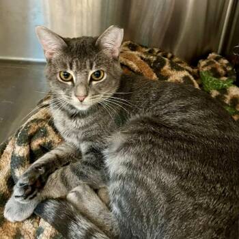 Greyson -  Domestic Short Hair Cat for Adoption in Cumming, Georgia - Greyson | PetCurious