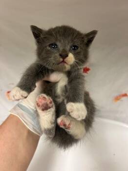 SOLSTICE -  Domestic Short Hair Cat for Adoption in Riverside, California - SOLSTICE | PetCurious