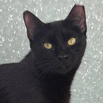 Domestic Short Hair Cats Available for Adoption in Middletown, Rhode Island - Alpha Bit | PetCurious