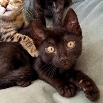 Papaya -  Domestic Short Hair Cat for Adoption in San Diego, California - Papaya | PetCurious