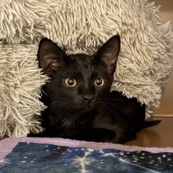 Rescue Domestic Short Hair Cats for Adoption in Middlebury, Vermont - Green | PetCurious