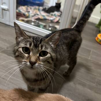 Rescue Domestic Short Hair Cats for Adoption in Portage, Michigan - Olive | PetCurious