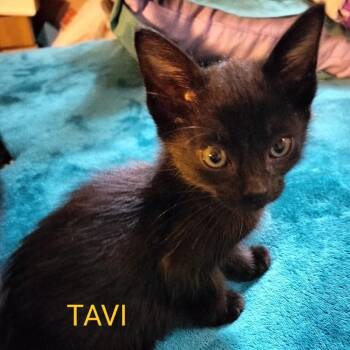 Tavi -  Domestic Short Hair Cat for Adoption in Westminster, California - Tavi | PetCurious