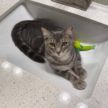 Dash -  Domestic Short Hair and Tabby Cat for Adoption in Antioch, California - Dash | PetCurious