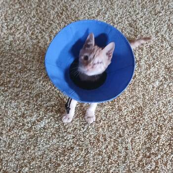 Piggytina -  Domestic Short Hair Cat for Adoption in Harrisonburg, Virginia - Piggytina | PetCurious