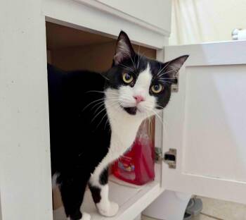 Rescue American Shorthair Cats for Adoption in Austin, Texas - Bridgette | PetCurious