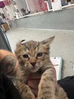 ANNIE -  Domestic Short Hair Cat for Adoption in Indianapolis, Indiana - ANNIE | PetCurious