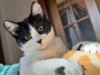 Griotte -  Domestic Short Hair Cat for Adoption in Montreal, Quebec - Griotte | PetCurious