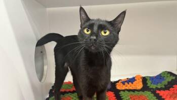 Lottie -  Domestic Short Hair Cat for Adoption in Chestertown, Maryland - Lottie | PetCurious