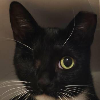 Rescue Domestic Short Hair and Tuxedo Cats for Adoption in Briarcliff Manor, New York - Augustina | PetCurious