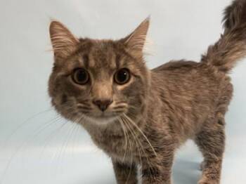Jasper -  Domestic Short Hair Cat for Adoption in Minneapolis, Minnesota - Jasper | PetCurious
