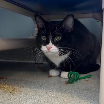 Sriracha -  Domestic Short Hair and Mixed Breed Cat for Adoption in Chicago, Illinois - Sriracha | PetCurious