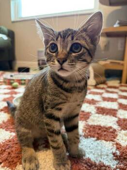 Rescue Domestic Short Hair Cats for Adoption in Deltona, Florida - Peter Brady | PetCurious