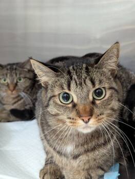 Rescue Domestic Short Hair Cats for Adoption in Simcoe, Ontario - Pine | PetCurious