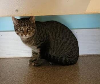 Rescue Domestic Short Hair and Tabby Cats for Adoption in Fairfield, Iowa - Firecracker (Needs BARN HOME) | PetCurious