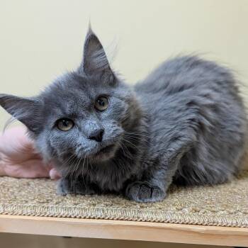 Joe -  Domestic Medium Hair Cat for Adoption in Accident, Maryland - Joe | PetCurious