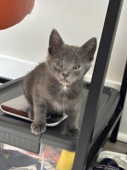 Mickey -  Domestic Short Hair Cat for Adoption in Oak Park, Michigan - Mickey | PetCurious