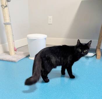 Rescue Domestic Long Hair Cats for Adoption in West Richland, Washington - Harriet | PetCurious