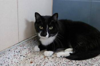 Domestic Short Hair Cats Available for Adoption - Rascal | PetCurious