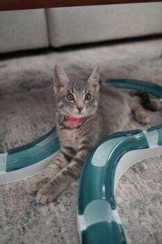 Moose -  Domestic Short Hair Cat for Adoption in Frisco, Texas - Moose | PetCurious