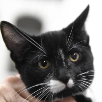 Kekoa -  Domestic Short Hair Cat for Adoption in Redwood City, California - Kekoa | PetCurious